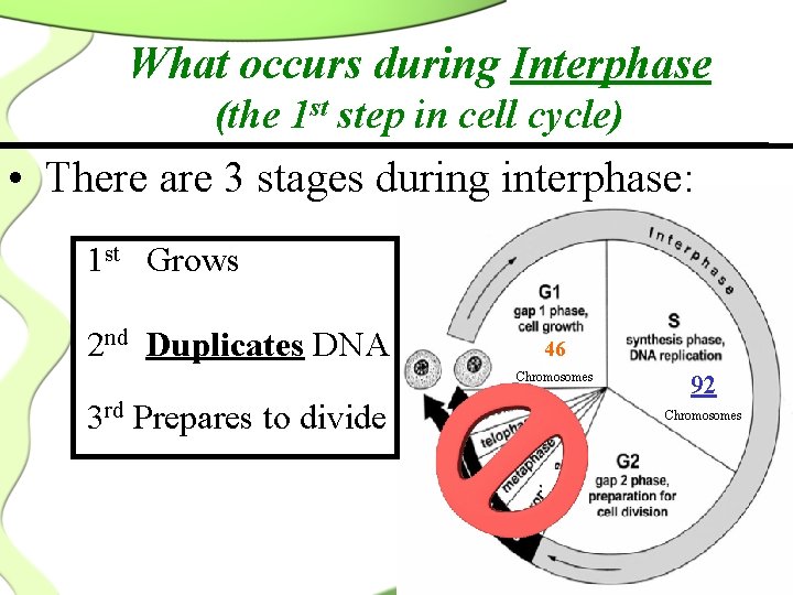 What occurs during Interphase (the 1 st step in cell cycle) • There are