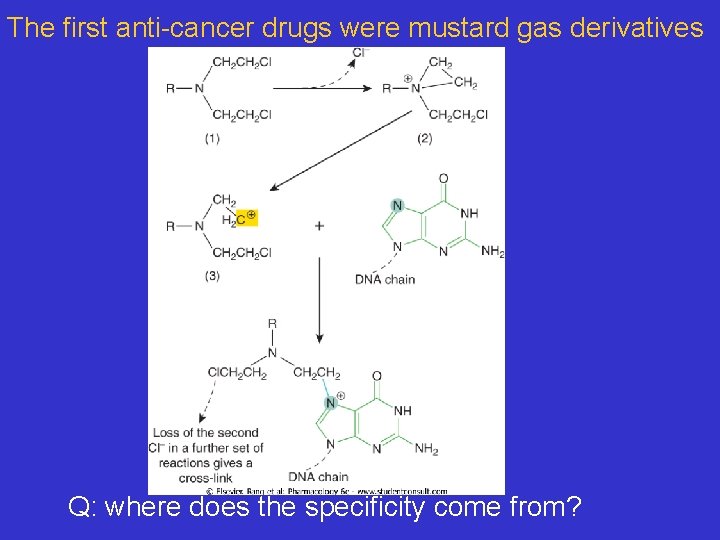 The first anti-cancer drugs were mustard gas derivatives Q: where does the specificity come
