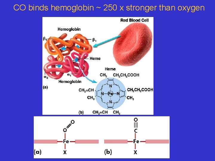 CO binds hemoglobin ~ 250 x stronger than oxygen 