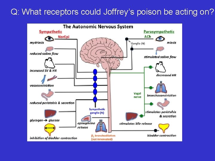 Q: What receptors could Joffrey’s poison be acting on? 