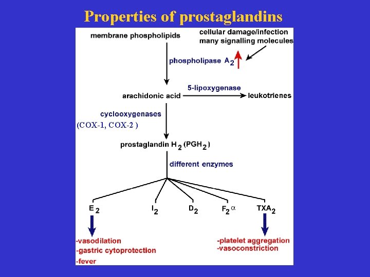 Properties of prostaglandins (COX-1, COX-2 ) 
