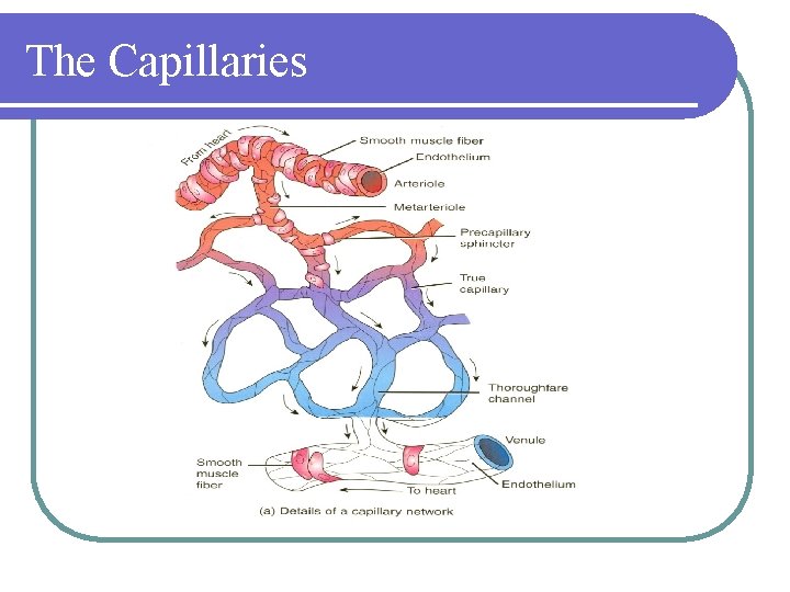 The Capillaries 