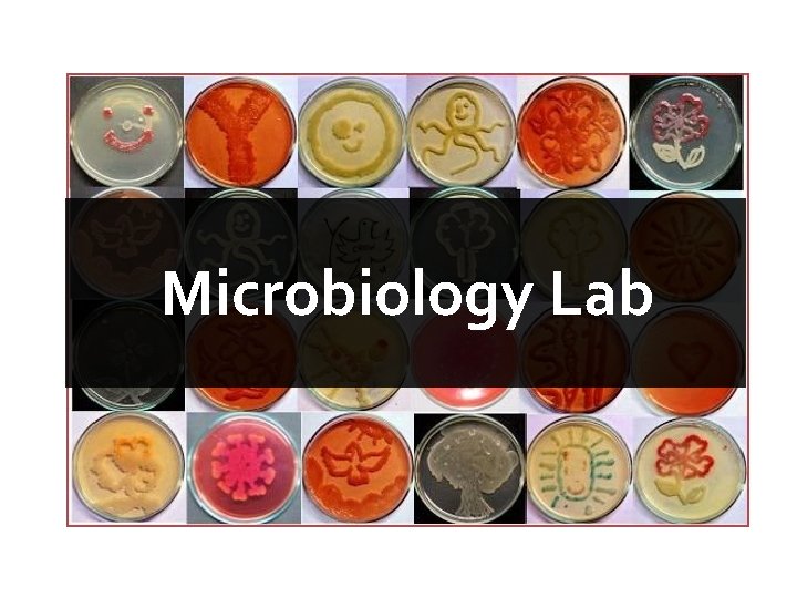 Microbiology Lab 