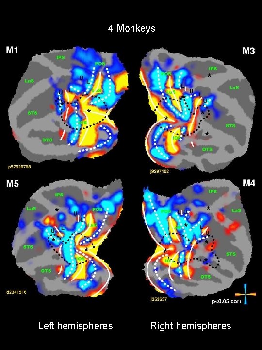 4 Monkeys Left hemispheres Right hemispheres 