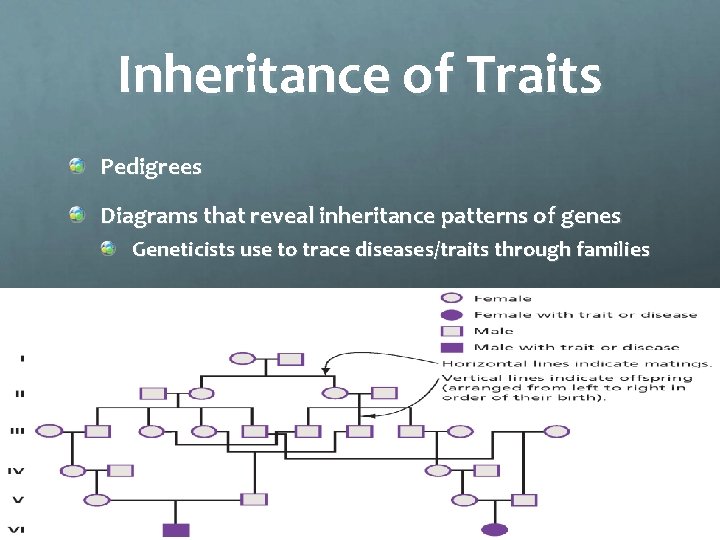 Inheritance of Traits Pedigrees Diagrams that reveal inheritance patterns of genes Geneticists use to