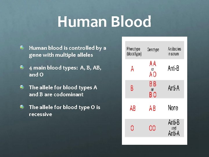 Human Blood Human blood is controlled by a gene with multiple alleles 4 main