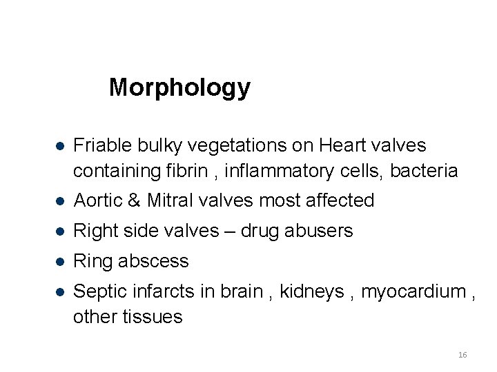 Morphology Friable bulky vegetations on Heart valves containing fibrin , inflammatory cells, bacteria Aortic