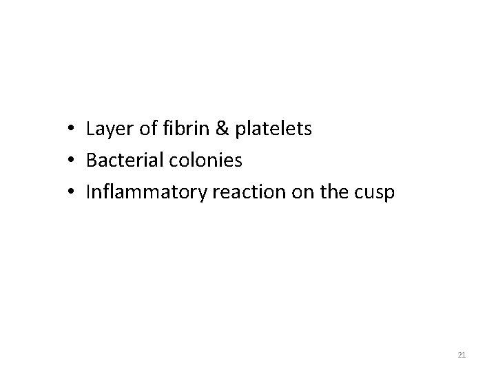  • Layer of fibrin & platelets • Bacterial colonies • Inflammatory reaction on