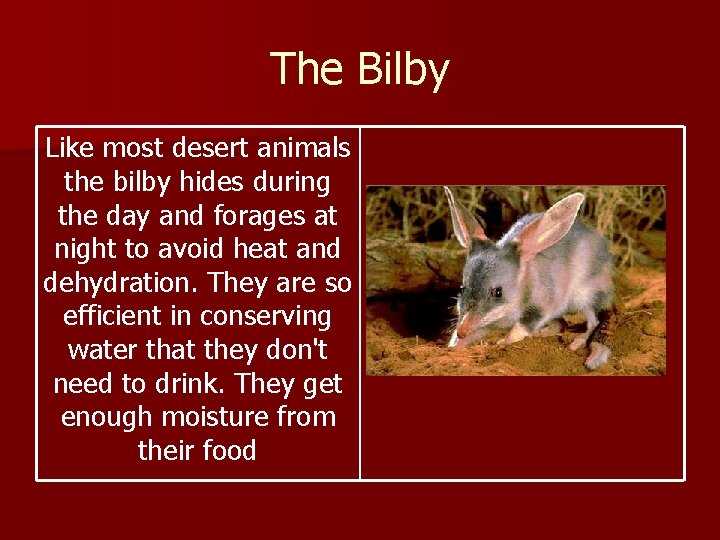 The Bilby Like most desert animals the bilby hides during the day and forages