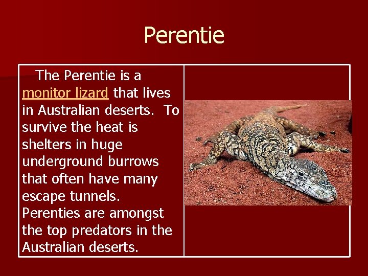 Perentie The Perentie is a monitor lizard that lives in Australian deserts. To survive