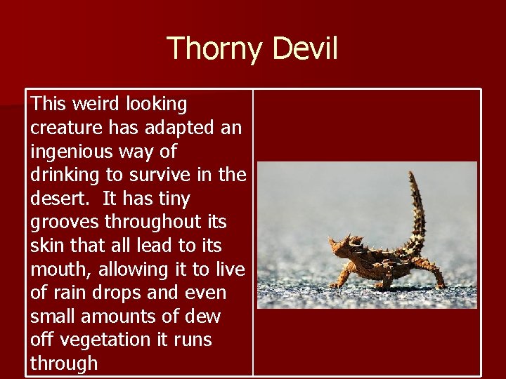 Thorny Devil This weird looking creature has adapted an ingenious way of drinking to