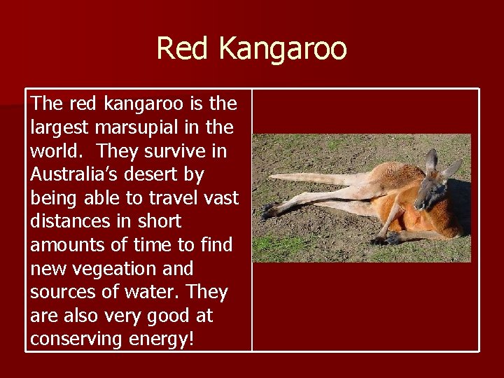 Red Kangaroo The red kangaroo is the largest marsupial in the world. They survive