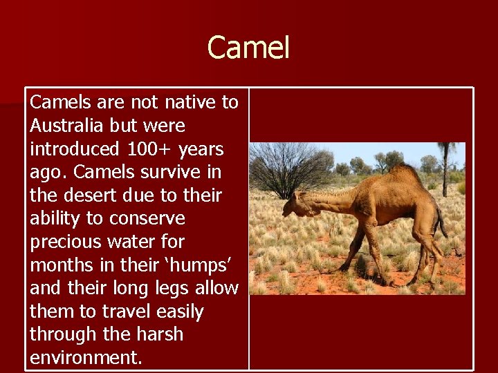 Camels are not native to Australia but were introduced 100+ years ago. Camels survive