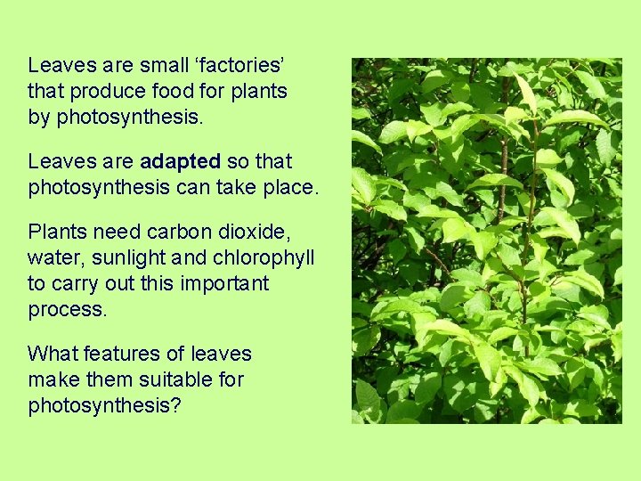 Leaves are small ‘factories’ that produce food for plants by photosynthesis. Leaves are adapted