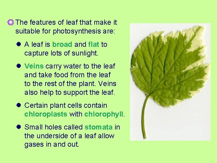 The features of leaf that make it suitable for photosynthesis are: l A leaf