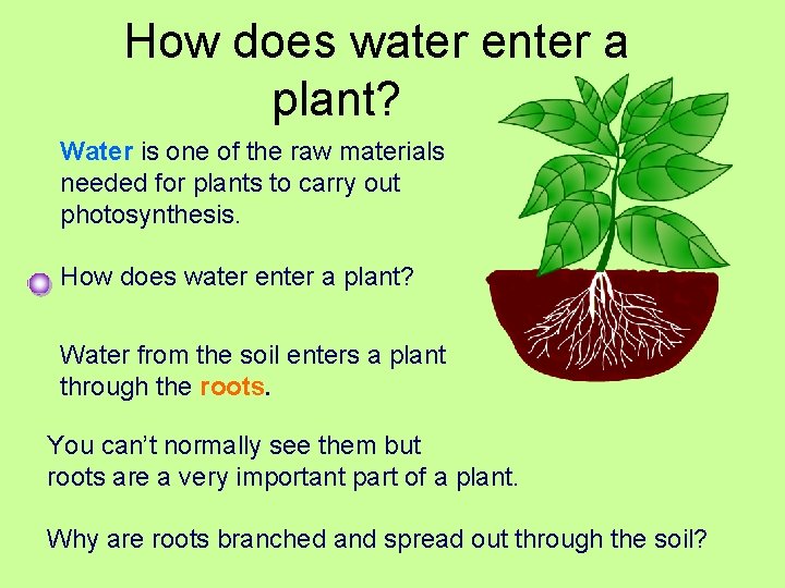 How does water enter a plant? Water is one of the raw materials needed How does water enter a plant? Water is one of the raw materials needed