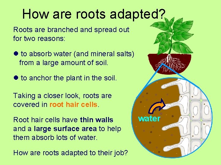 How are roots adapted? Roots are branched and spread out for two reasons: l