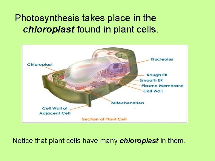 Photosynthesis takes place in the chloroplast found in plant cells. Notice that plant cells