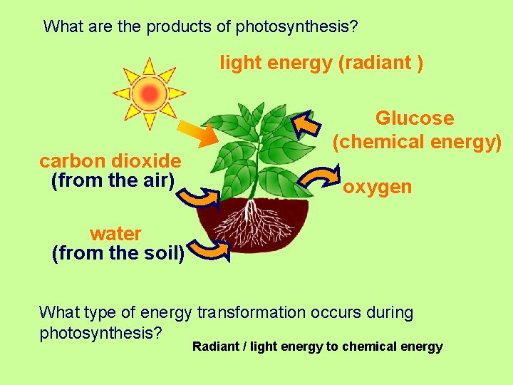 What are the products of photosynthesis? light energy (radiant ) carbon dioxide (from the