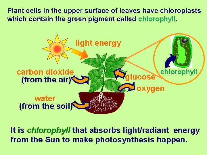 Plant cells in the upper surface of leaves have chloroplasts which contain the green