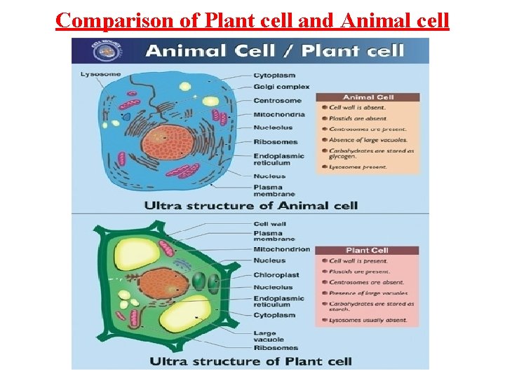 Comparison of Plant cell and Animal cell 