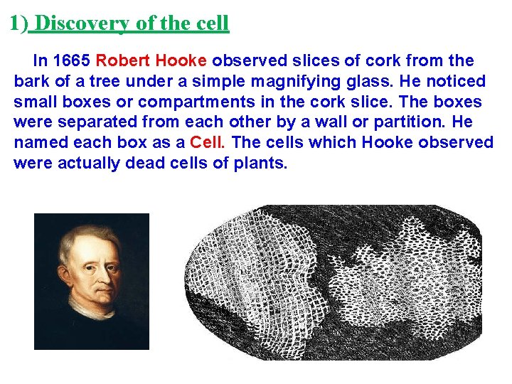 1) Discovery of the cell In 1665 Robert Hooke observed slices of cork from