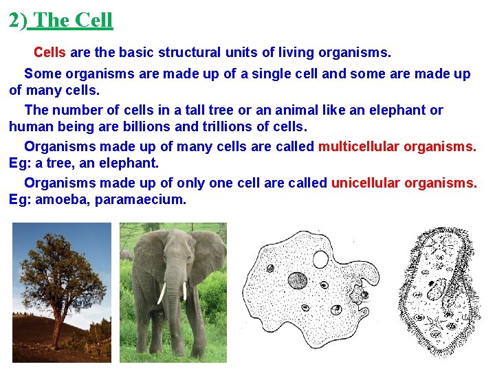 2) The Cells are the basic structural units of living organisms. Some organisms are