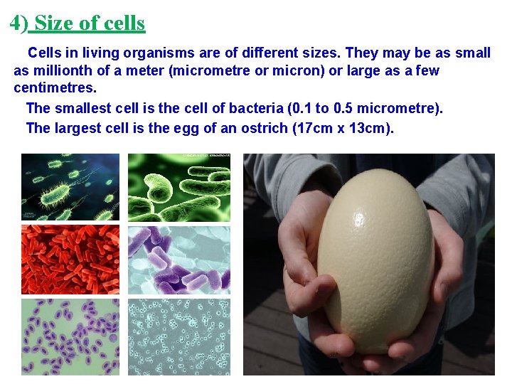 4) Size of cells Cells in living organisms are of different sizes. They may