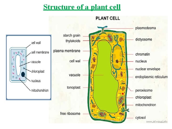 Structure of a plant cell 