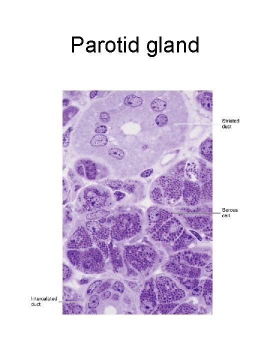Parotid gland 