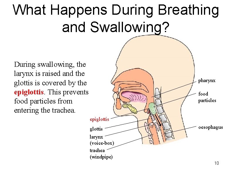 What Happens During Breathing and Swallowing? During swallowing, the larynx is raised and the