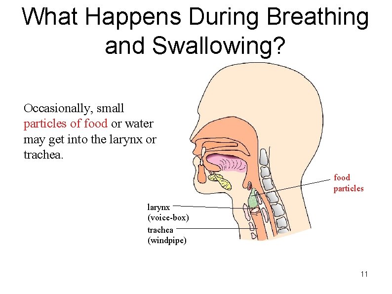 What Happens During Breathing and Swallowing? Occasionally, small particles of food or water may