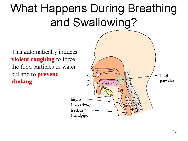 What Happens During Breathing and Swallowing? This automatically induces violent coughing to force the