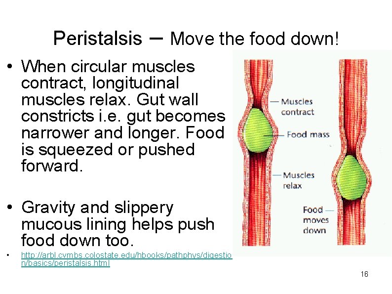 Peristalsis – Move the food down! • When circular muscles contract, longitudinal muscles relax.