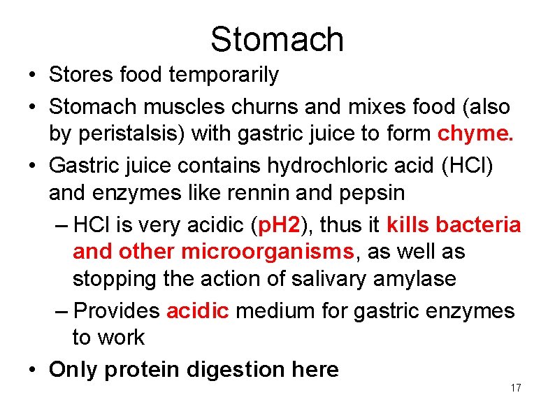 Stomach • Stores food temporarily • Stomach muscles churns and mixes food (also by