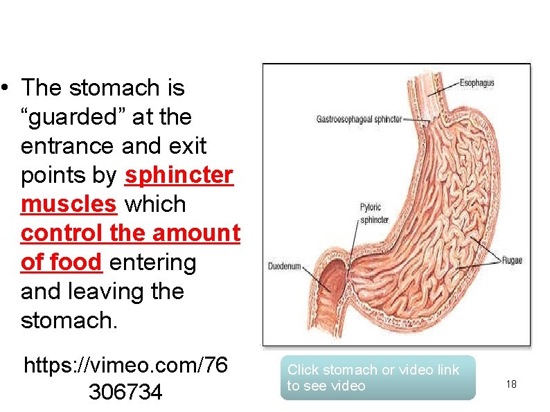  • The stomach is “guarded” at the entrance and exit points by sphincter