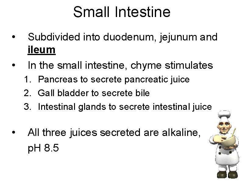 Small Intestine • • Subdivided into duodenum, jejunum and ileum In the small intestine,