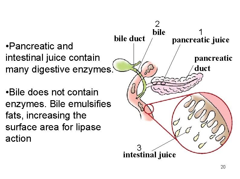 bile duct • Pancreatic and intestinal juice contain many digestive enzymes. • Bile does