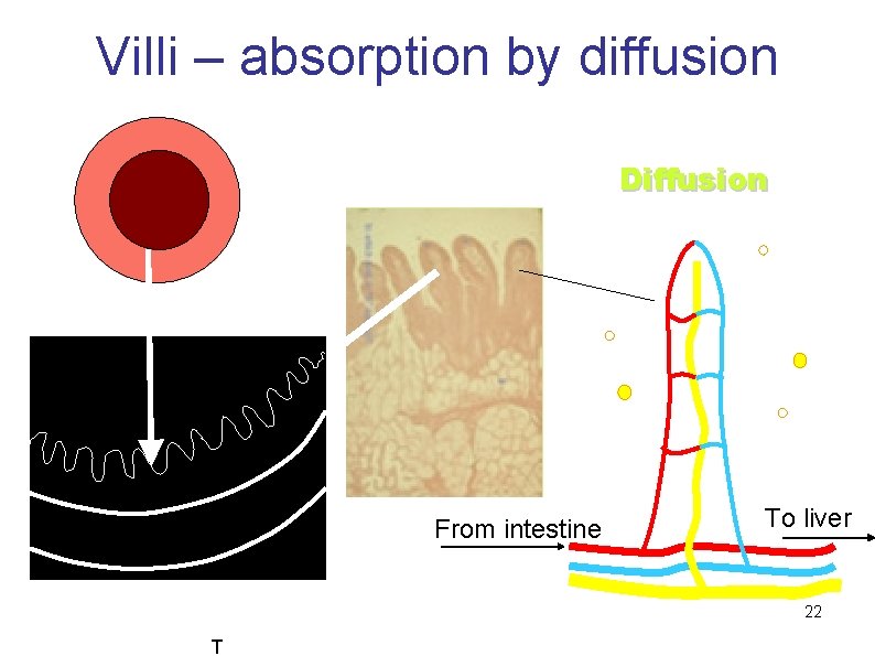 Villi – absorption by diffusion Diffusion From intestine To liver 22 T 