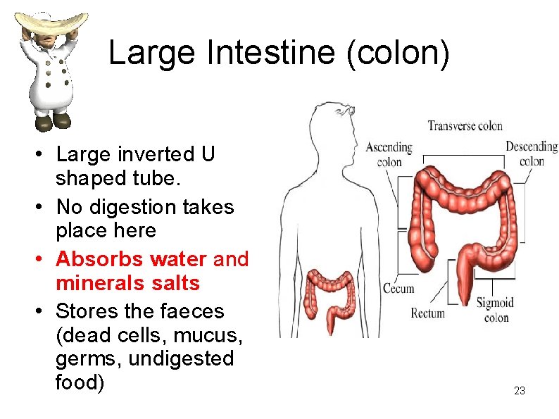 Large Intestine (colon) • Large inverted U shaped tube. • No digestion takes place