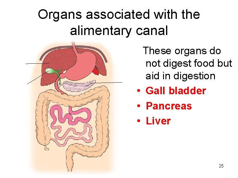 Organs associated with the alimentary canal These organs do not digest food but aid