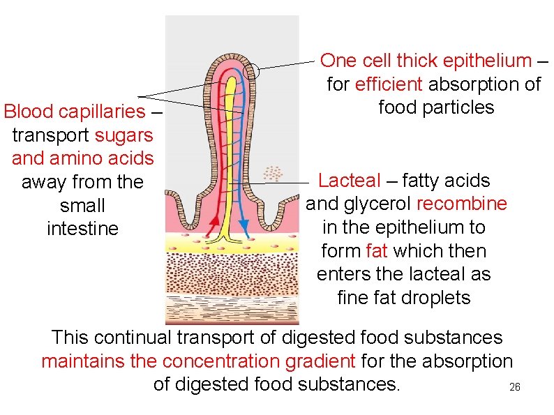 Blood capillaries – transport sugars and amino acids away from the small intestine One