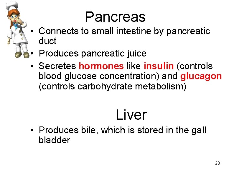 Pancreas • Connects to small intestine by pancreatic duct • Produces pancreatic juice •