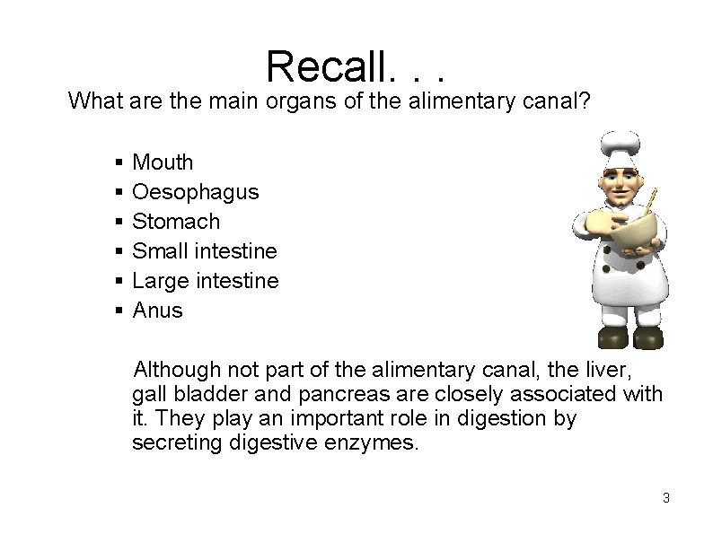 Recall. . . What are the main organs of the alimentary canal? § §