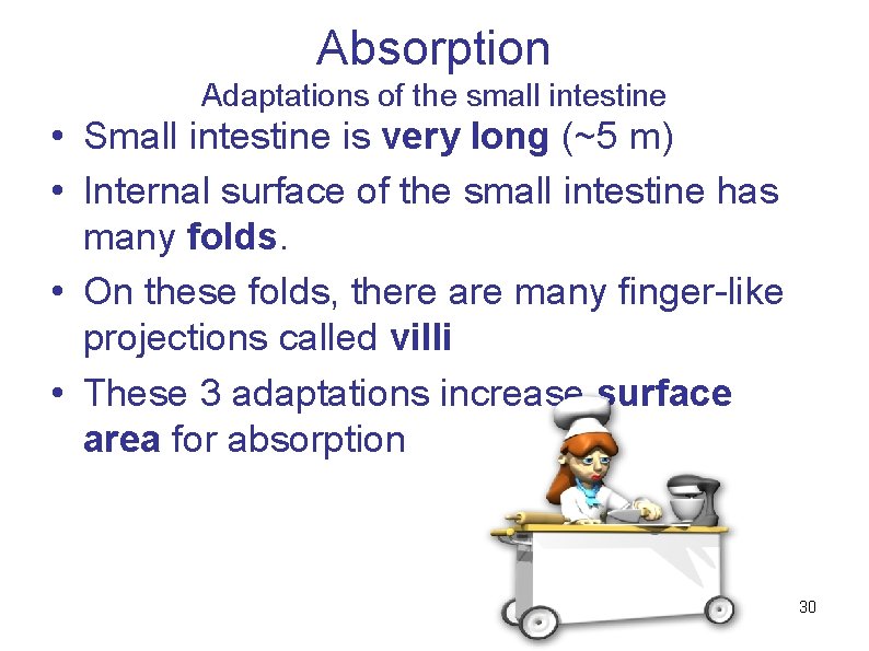 Absorption Adaptations of the small intestine • Small intestine is very long (~5 m)