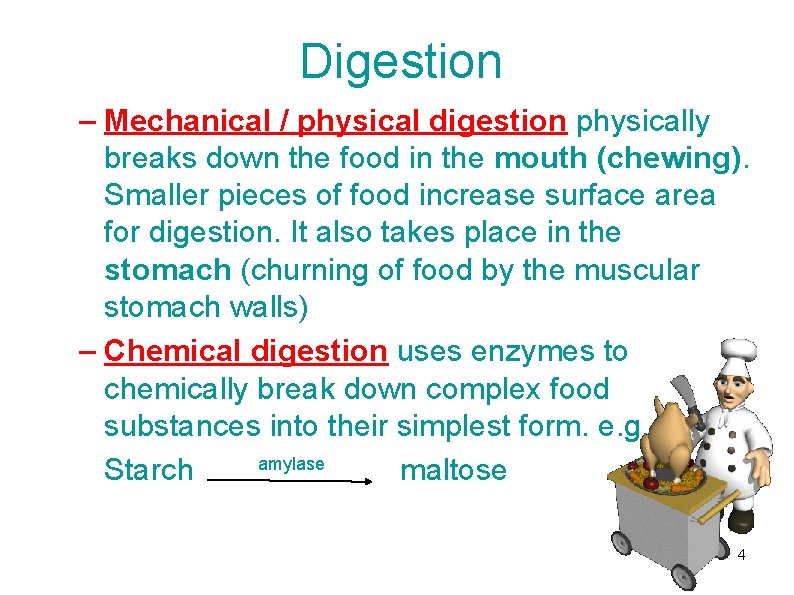 Digestion – Mechanical / physical digestion physically breaks down the food in the mouth