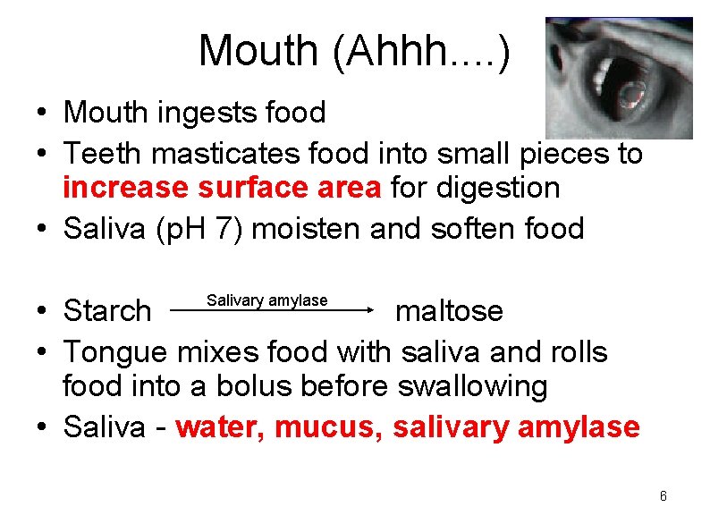 Mouth (Ahhh. . ) • Mouth ingests food • Teeth masticates food into small
