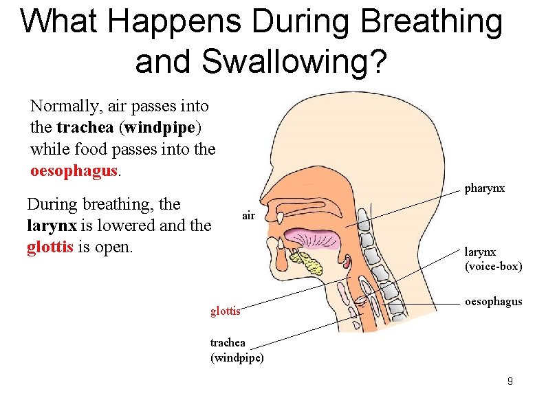 What Happens During Breathing and Swallowing? Normally, air passes into the trachea (windpipe) while