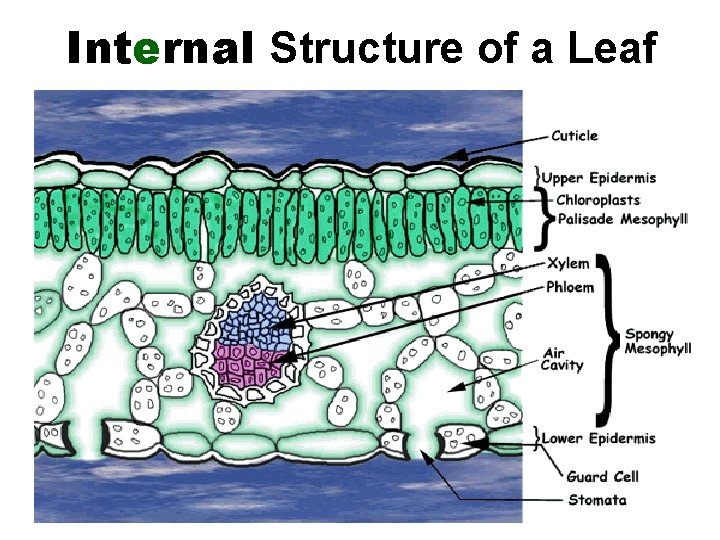 Internal Structure of a Leaf 