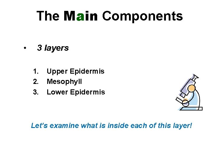 The Main Components • 3 layers 1. 2. 3. Upper Epidermis Mesophyll Lower Epidermis